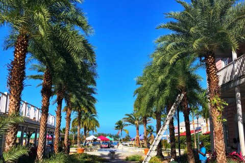 Bahamas_(15).jpg