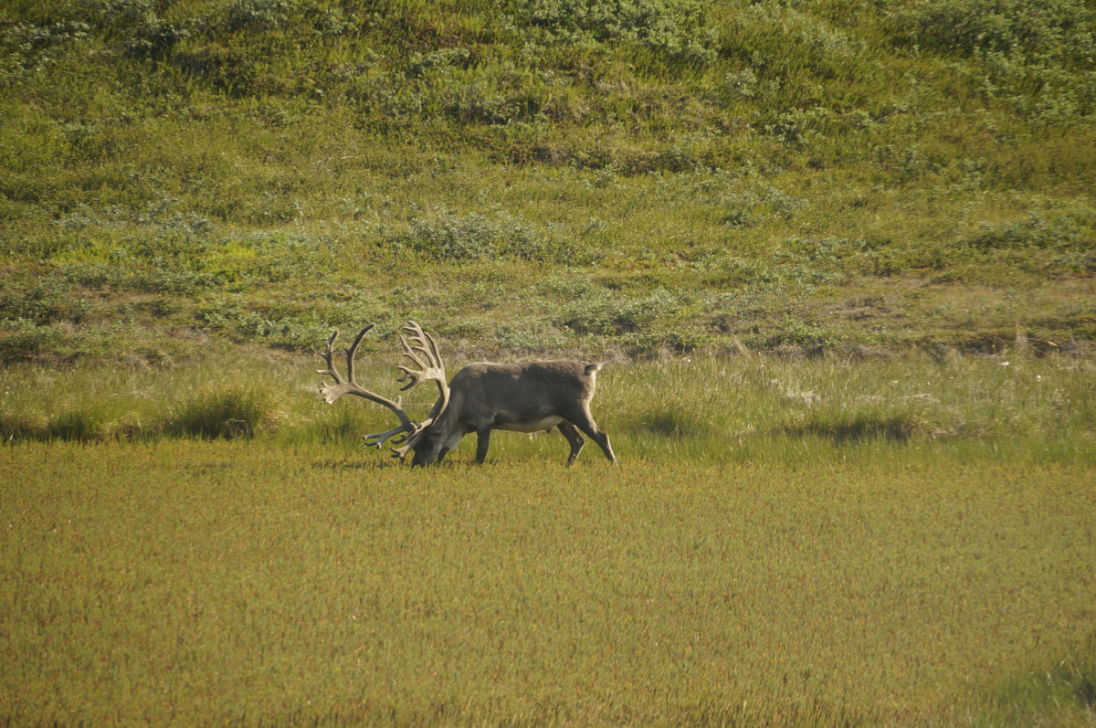 Greenland_(12).jpg