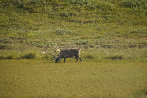 Greenland_(12).jpg