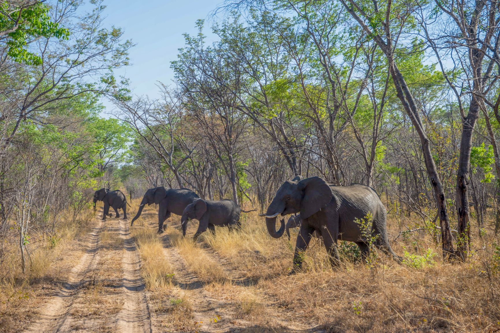 Zimbabwe_main_photo_(1).jpg