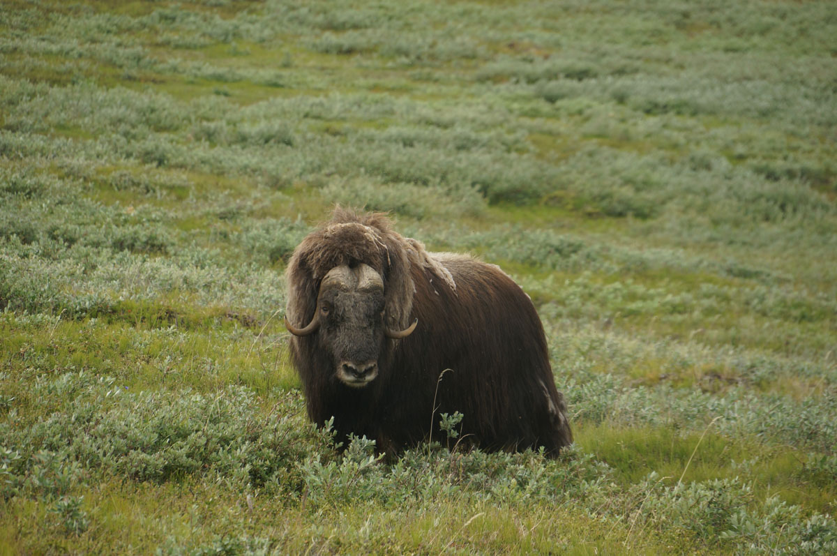 Greenland_(7).jpg