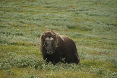 Greenland_(7).jpg