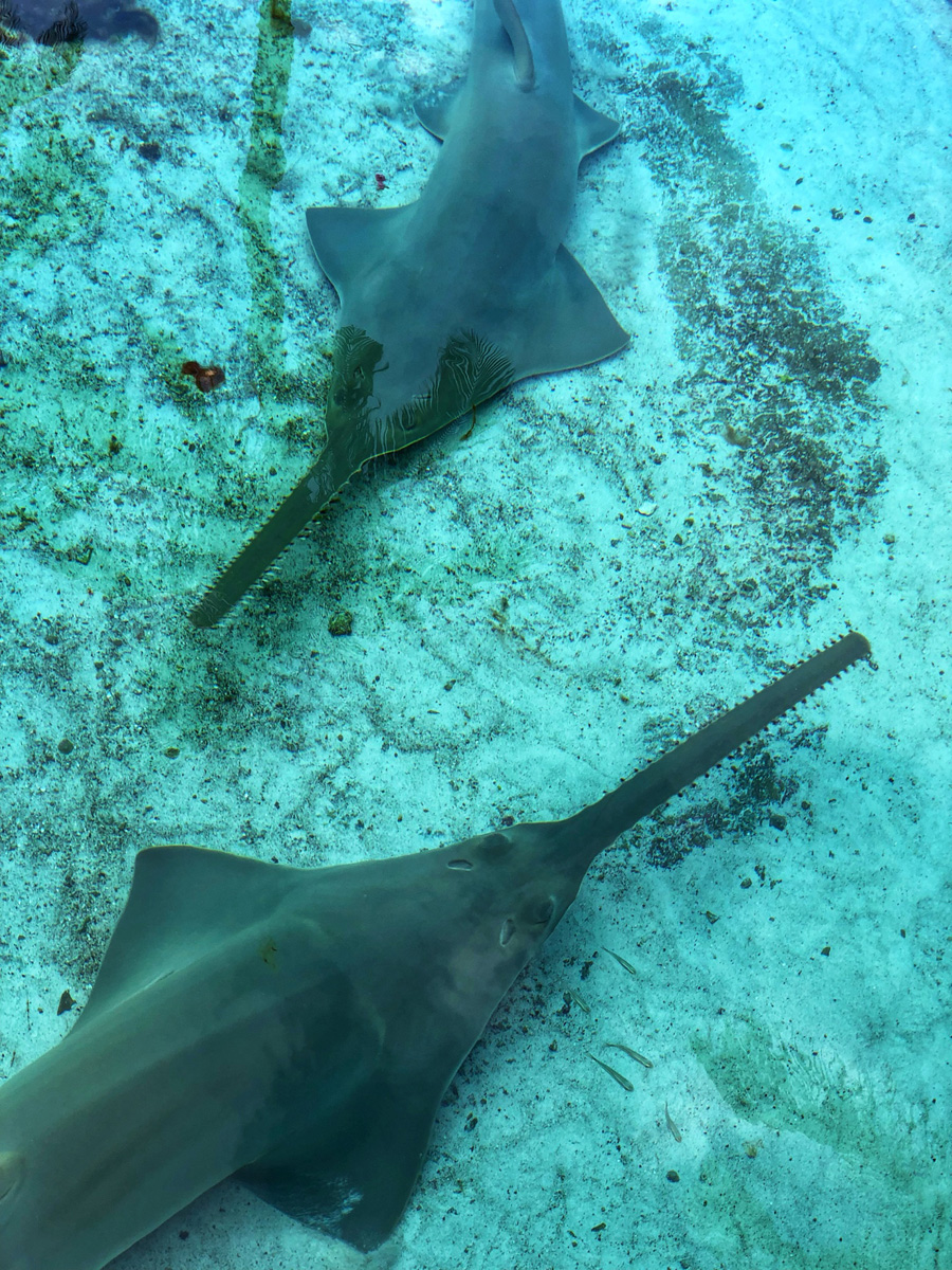 Bahamas_(49).jpg