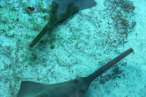 Bahamas_(49).jpg