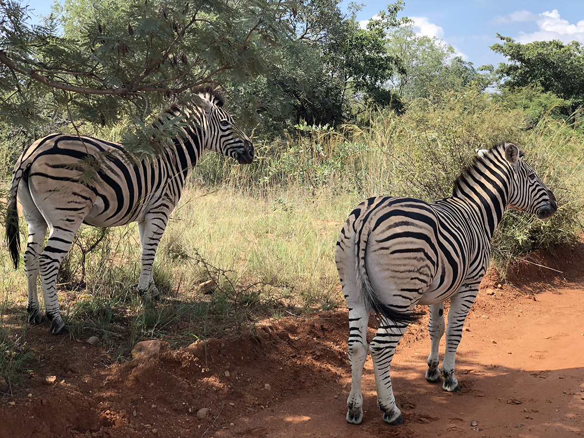 South_Africa_(5).JPG
