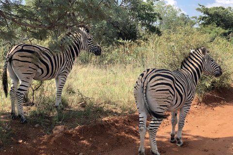 South_Africa_(5).JPG