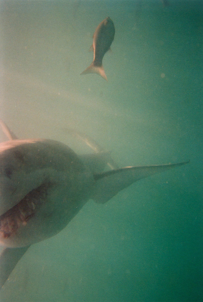 Shark_Asif.jpg