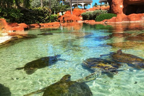 Bahamas_(21).jpg