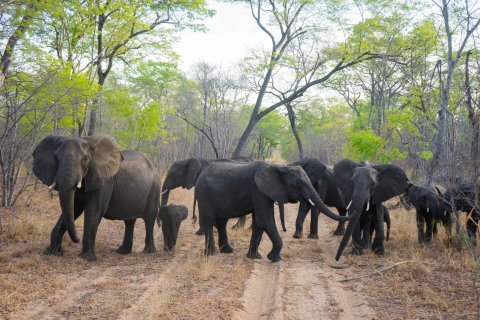 zimbabwe_(1).jpg