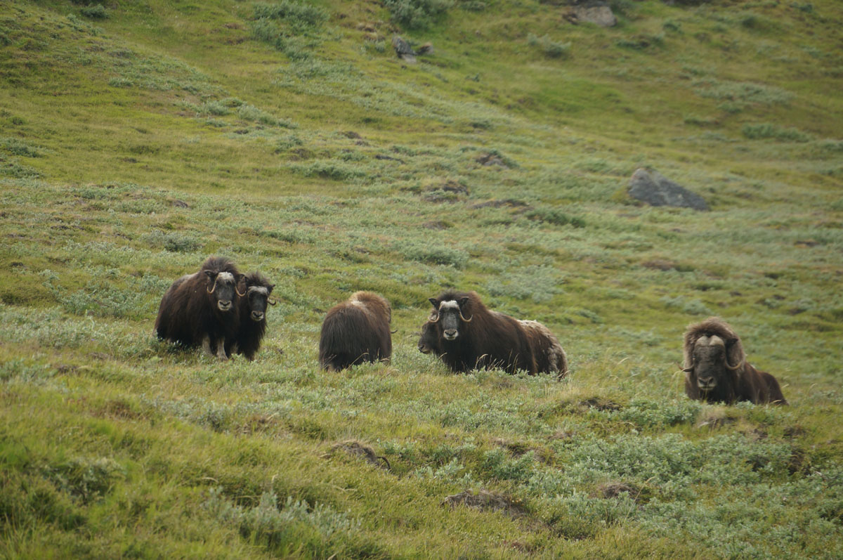 Greenland_(6).jpg