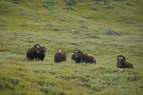 Greenland_(6).jpg